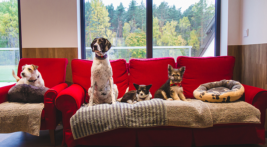 LAZDYNAI