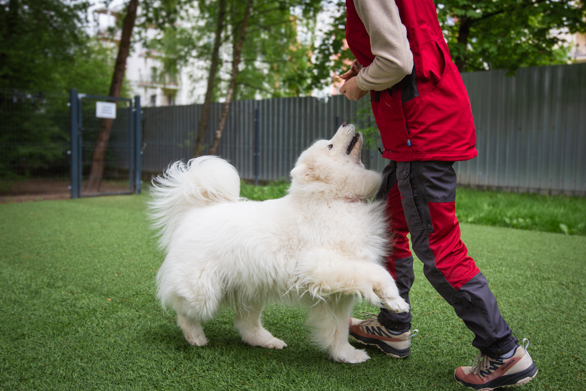 How do we care for dogs?
