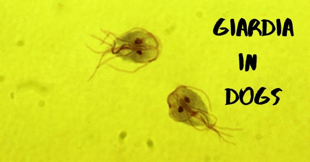 Giardia in Dogs: How Does It Spread and How Can You Prevent It?