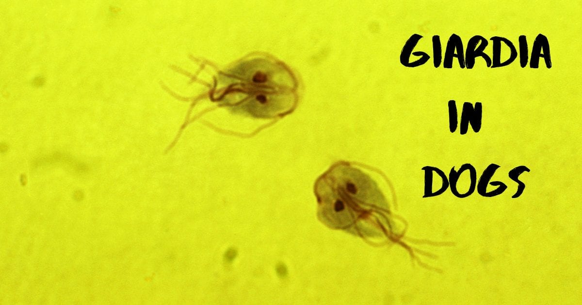 Giardia in Dogs: How Does It Spread and How Can You Prevent It?