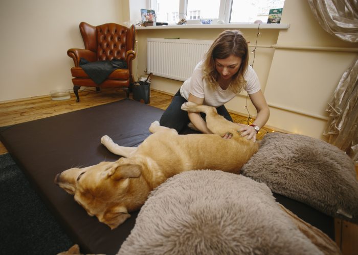 Seminaras „Išmok masažuoti savo šunį“